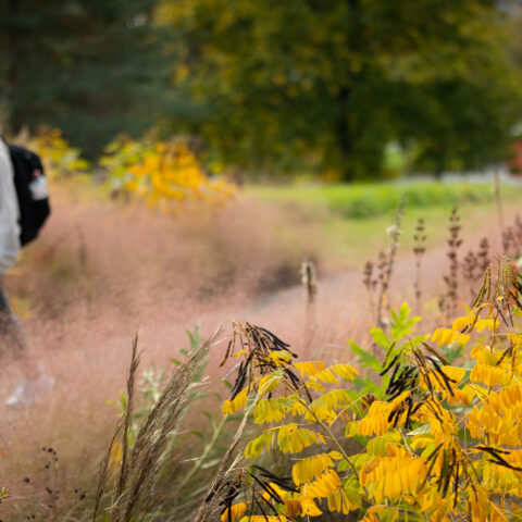 Women with backpack walking on a campus pathway surrounded by fall flowers and foilage